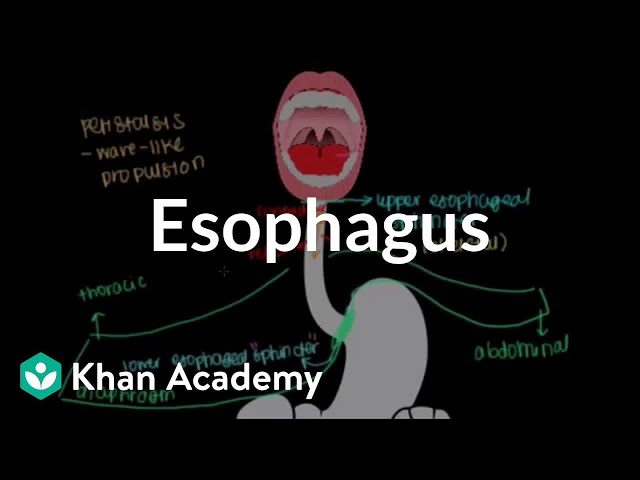 Video Pronunciation of lower esophageal sphincter in English Video Pronunciation of lower esophageal sphincter in English