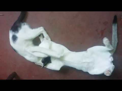 Cats are Eating Cat Meat