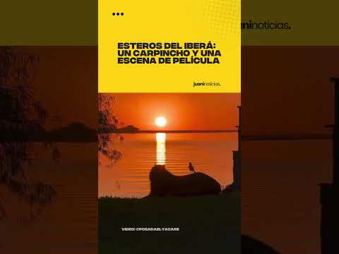 Un CARPINCHO disfrutan de los ESTEROS DEL IBERÁ