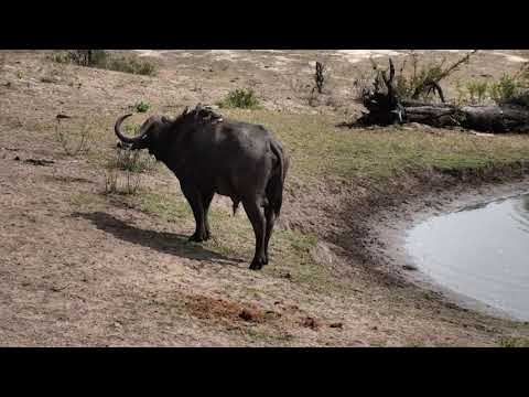 Djuma: Blacksmith Lapwing chick survives the breeding herd of Buffalo visit - 08:58 - 11/24/18