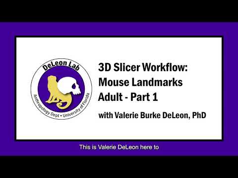 Mouse Landmarks in 3D Slicer - Part 1 of 3