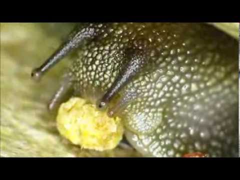 La chiocciola domestica.