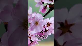 Download lagu Mishary Rashid - Ahlan Ramadhan mp3