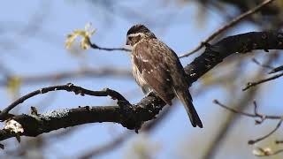 Download lagu Female Rose breasted Grosbeak Takes in Sights and Sounds of the Backyard mp3 Download lagu Female Rose breasted Grosbeak Takes in Sights and Sounds of the Backyard mp3