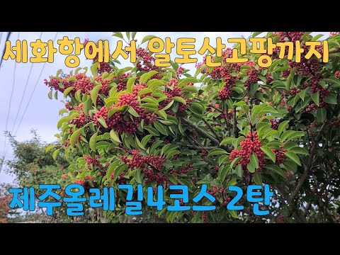 제주올레길4코스 2탄 세화항에서 알토산고팡까지 221022 JEJU OLLE TRAIL C4  Ep2