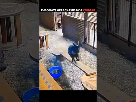 Brave Owner Rescues Goat From Cougar Attack 😱 #trending #animals #wildlife #goat #youtubeshorts