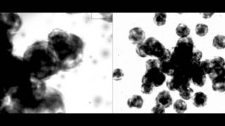 Seams - Rilo (Official Video)