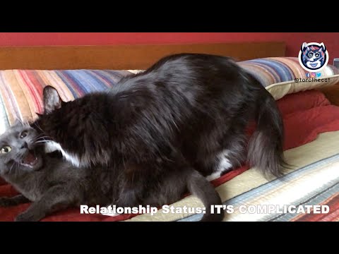 My cats relationship status: IT'S COMPLICATED!!