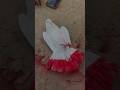 Kabutar Ko Colour Kaise Kare Shortvideo Pigeon Birdslover Animallover Birds Kabutar Viral