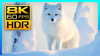 Stunning Winter Wildlife in 4K HDR 60FPS - Arctic Foxes and Wolves 🐺🦊 Relaxing Music, 8K & 4K Video