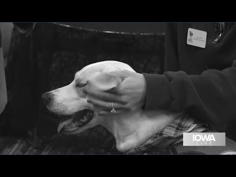 "She's so sweet!" Lovable Gemma is available for adoption at the Animal Rescue League of Iowa