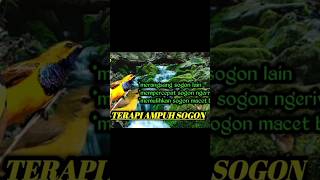 Download lagu SUARA TERAPI SOGON AGAR CEPAT GACOR mp3