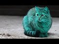 The Mystery Of Bulgaria S Green Cat Getty Images TV