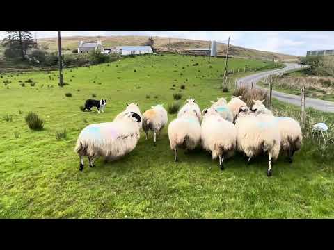 Farm helper - Image 2