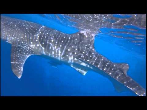 M / V Mistral 27 - 05 - 2014