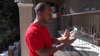 Pairing Roller Pigeons with Sam Smitty