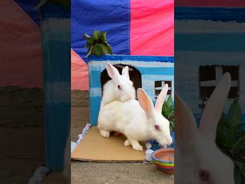 Rabbit’s mating 😻🐇😱😱| bunny rabbits mating | rabbits mating behaviour #rabbits #ytshorts