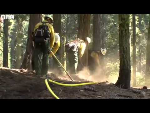 Yosemite fire  2000 year old giant sequoias threatened