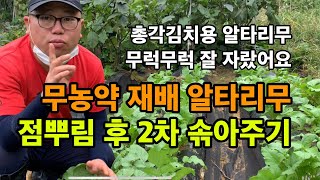 총각김치용 알타리무 무농약 재배 / 점뿌리 후 2차 솎아주기 / 알타리무 솎아주는 방법 / 무농약 친환경 재…