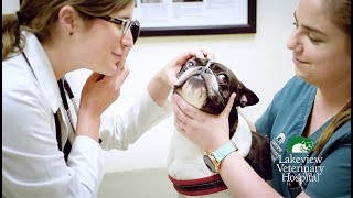 Lakeview Veterinary Clinic - Because We Care