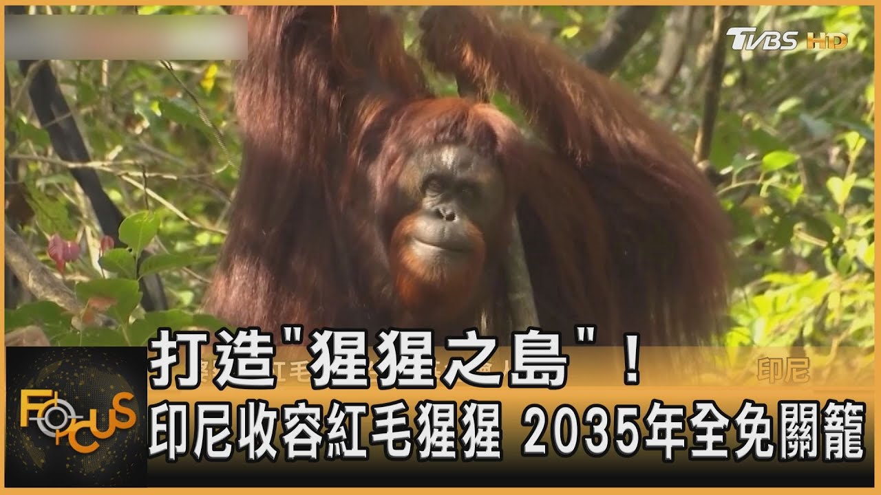 打造「猩猩之島」!印尼收容紅毛猩猩 2035年全免關籠