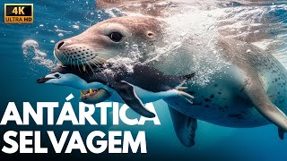 ANTÁRTICA: Segredos da Vida no Continente Congelado | Documentário Completo