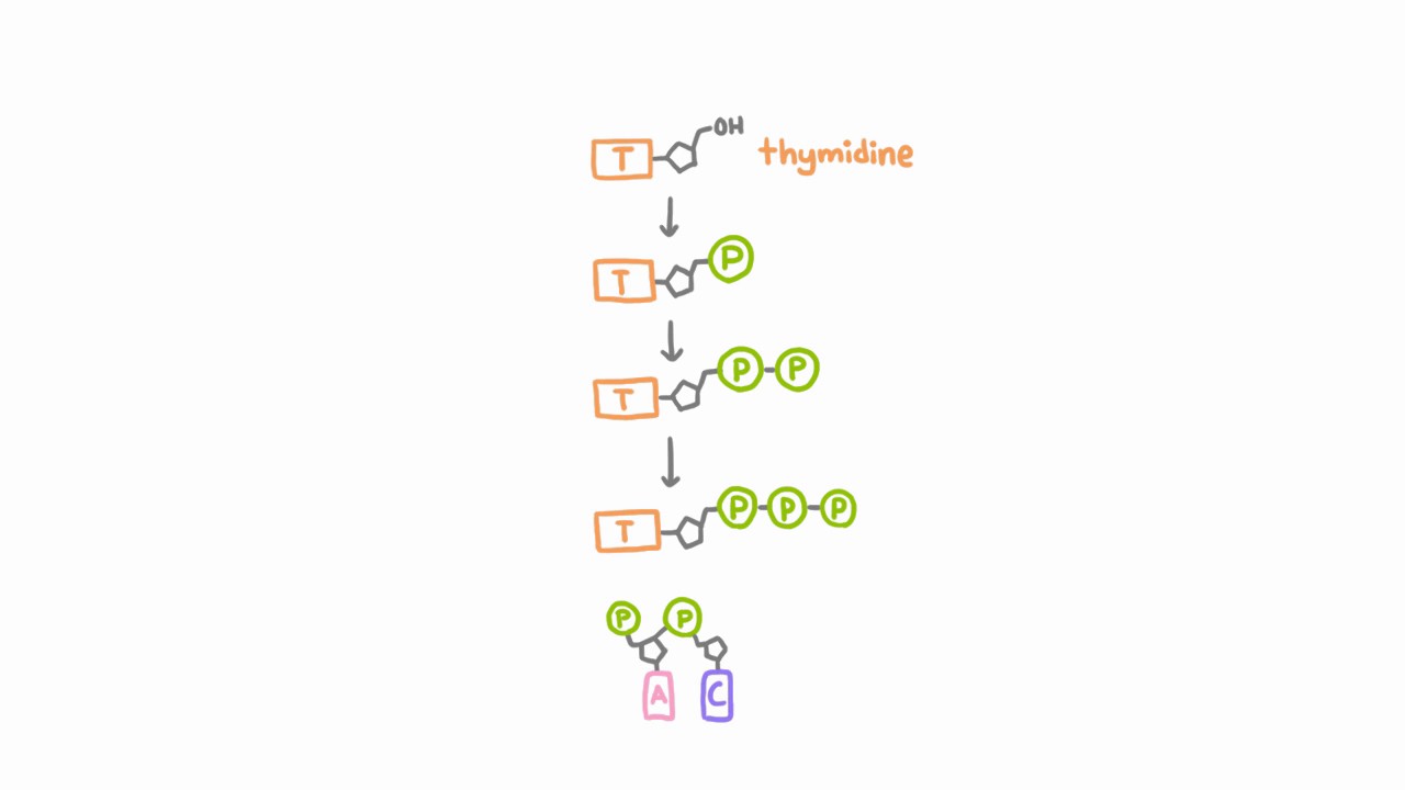 Anti-Herpetic Drugs - How They Work - YouTube