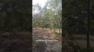 Download lagu Berapakah jarak tanam pohon durian yang ideal? mp3