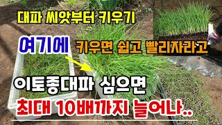 대파씨앗부터 쉽게 키우는 방법 스티로폴상자에 키우면 쉽고 빨리자라고 이토종대파 심으면 최대 10배까지 늘어나…