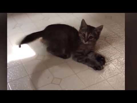 Videos De Risa De Animales 2023 - Perros y Gatos Chistosos - Videos De Animales Graciosos