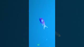 元バリ島在住の潜友さんが遊びに来て、2日間じっくりのんびりダイビング！