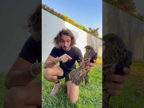 Sauvetage d’un faucon !! Il m’a bien eu 😰🦅