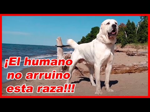 ALABAI - Central Asian Shepherd - Characteristics and curiosities