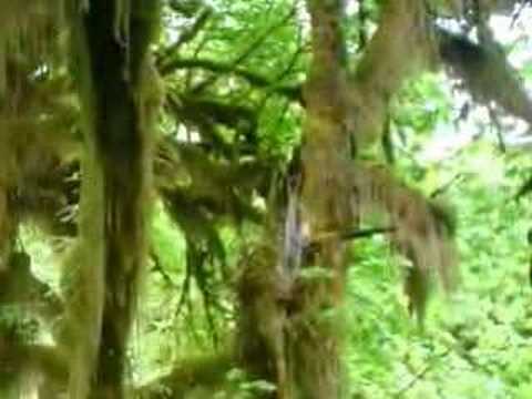 Paul Hardcastle - Forest Echoes (mixed)