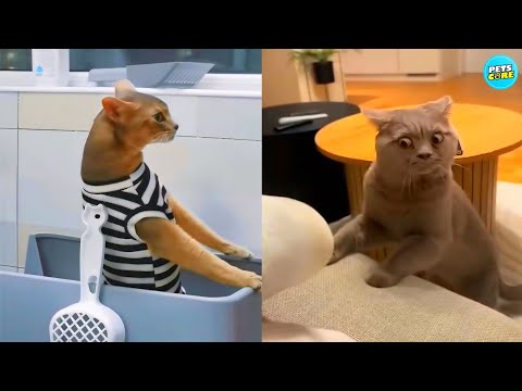 You Laugh, You Lose! 🤣 Funniest Cats and Dogs Videos 2026 😹🐶 - Animals Core Part.9