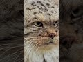World’s Grumpiest Cat - This Cat's Permanent Scowl Will Melt Your Heart (Seriously!)
