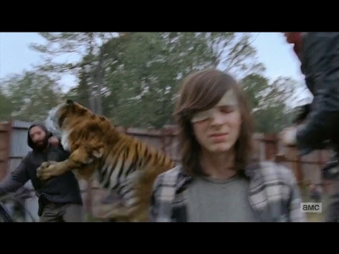 Shiva saves Carl from Negan - The Walking Dead Season 7x16