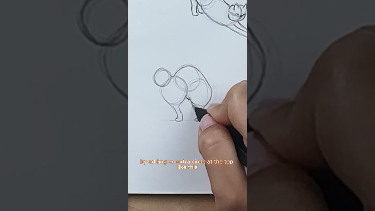 How to draw cats step by step! | cat basics #drawing #drawingtutorial #catart