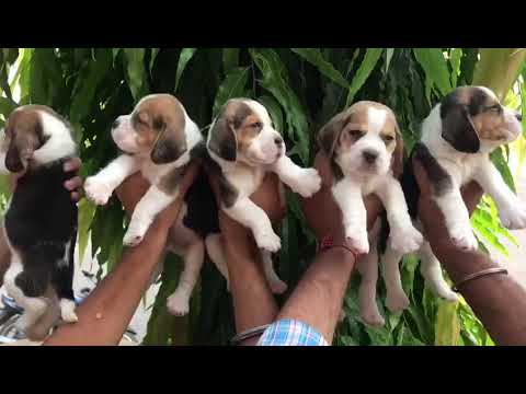 Beagle pups available in chennai @8667574892