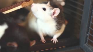 Archy Marshall - Buffed Sky (Unofficial video)