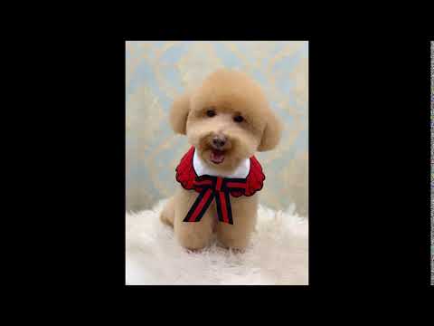 宠物美容师专科学校  -  可爱造型