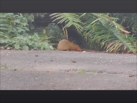 Slender Mongoose Visits July 2018