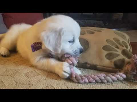 Cute Video of Steall Playing with her toy