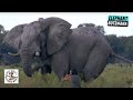 Perfect Short-Range Shot on a Massive and Old Elephant