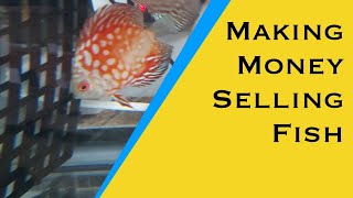 How to make money selling fish to your local fish store!