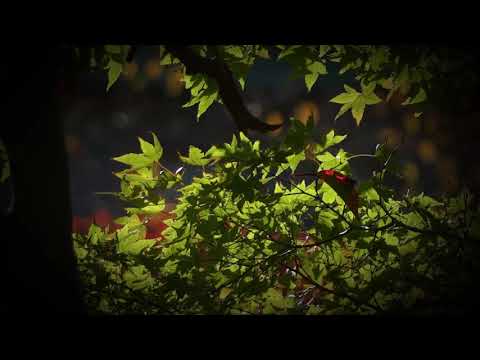 明日の緑豊かな都市