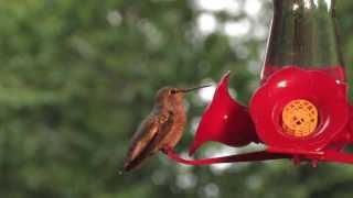 preview picture of video 'Humming Birds in the rain -HD'