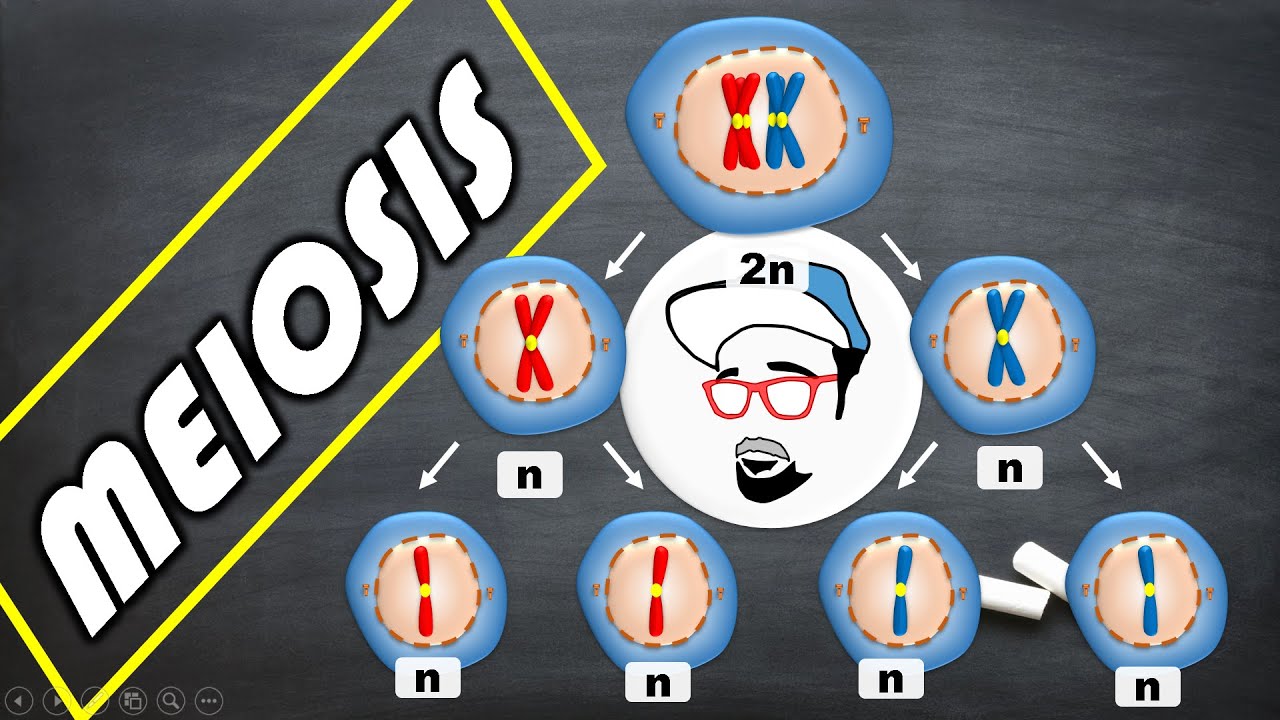 Meiosis || Life processes in Living Organisms Part 1 Class 10 SSC CBSE