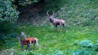 preview picture of video '30 09 2010: brame du cerf, le repos du guerrier  - Deer belling - Lartigau - Milhas - 31'