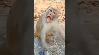 Download lagu monyet lucu bikin ketawa ngakak #shorts #youtubeshorts mp3